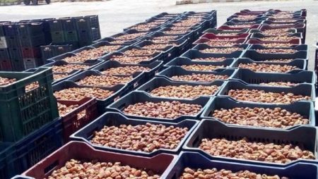 أخبار الوادي الجديد.. المحافظ تطمئن مزارعي البلح وتعلن عن إجراءات لضبط السوق وحماية حقوقهم