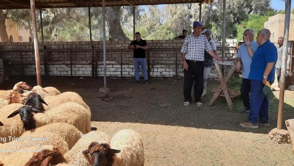 دماء وراثية جديدة لتحسين القطعان.. خطة بحثية لزيادة الإنتاج الحيواني