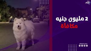 2 مليون جنيه للعثور على الكلبة سكرا ..إعلان يثير الجدل بالتجمع الخامس