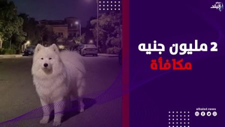 2 مليون جنيه للعثور على الكلبة سكرا ..إعلان يثير الجدل بالتجمع الخامس