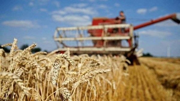 يتجاوز 10.2 مليون طن.. الموسم الحالي الأكبر في تاريخ إنتاج القمح في مصر