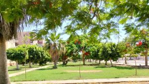 «النوبارية الجديدة» ترفع معدلات التشجير.. 5 آلاف شجرة حاليًا ومستهدف الوصول إلى 10 آلاف