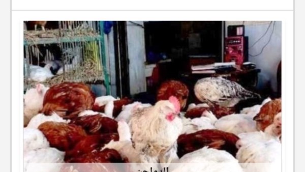 الدواجن