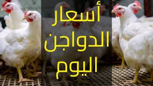 ارتفاع ثمن البيض.. أسعار الفراخ اليوم بالأسواق