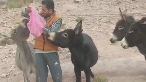 إنسانية يوسف.. شاب سيناوي ينقذ حمارة صغيرة في الجبل فماذا فعلت بعد سنوات؟
