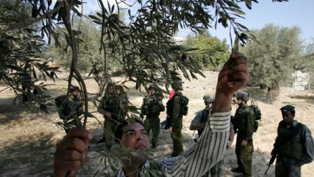 مستوطنون وجنود إسرائيليون يمنعون الفلسطينيين من حصاد الزيتون في الضفة