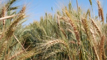 الجفاف يخفض توقعات إنتاج الحبوب في الاتحاد الأوروبي وبريطانيا 16.7 مليون طن