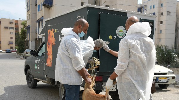 خلال جولته بالحي الإماراتي.. محافظ بورسعيد يتابع أعمال حملة جمع الكلاب الضالة