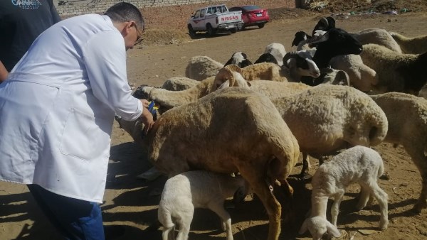 الكشف وتقديم العلاج لـ 1600 طائر ورأس ماشية في قافلة بيطرية بالغربية