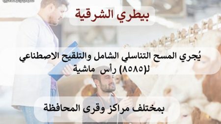 بيطري الشرقية: مسح تناسلي شامل لـ4819 رأس ماشية وتلقيح إصطناعي لـ3766 رأس