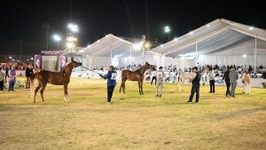 صحة الشرقية: رفع درجة الاستعداد وتكثيف التأمين الطبي لمهرجان الخيول العربية