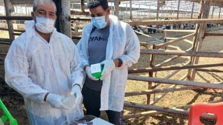 إنذار مبكر لحماية الثروة الحيوانية.. فحص أكثر من 62 ألف حيوان ضد البروسيلا والسلّ