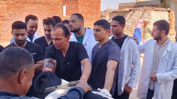 لدعم اللحوم والألبان.. «الزراعة» توسع برامج تحسين سلالات الماشية