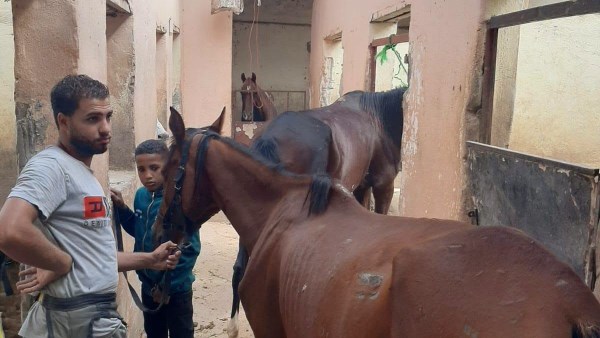 حي جنوب الغردقة يخلي إسطبل خيول غير مرخص بطريق القرى السياحية لمخالفته الاشتراطات البيئية